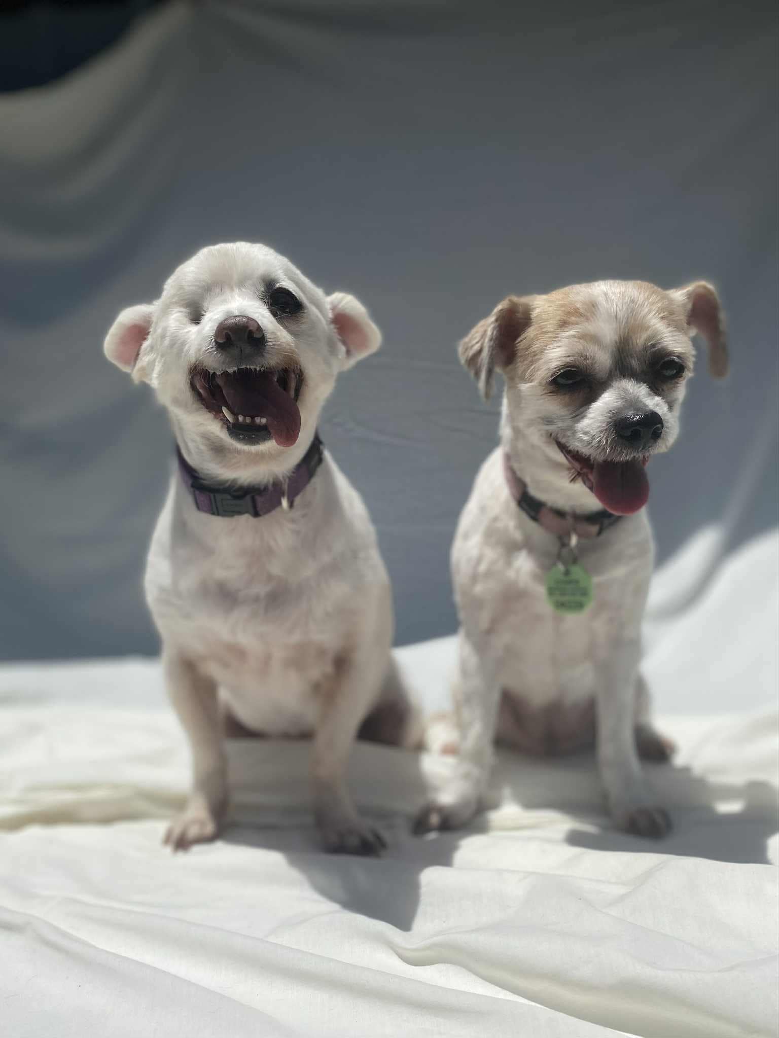 Minne and Maggie Minne and Maggie